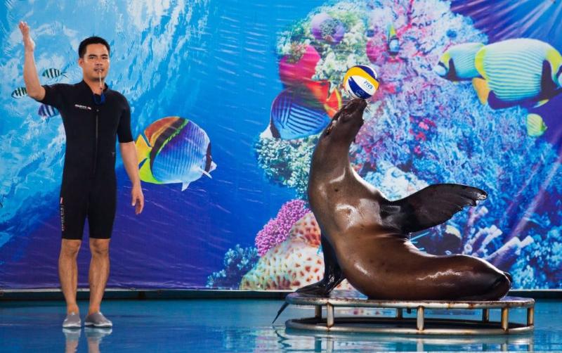 Show biểu diễn cá heo và hải cẩu tại Khu vui chơi Tuần Châu Park